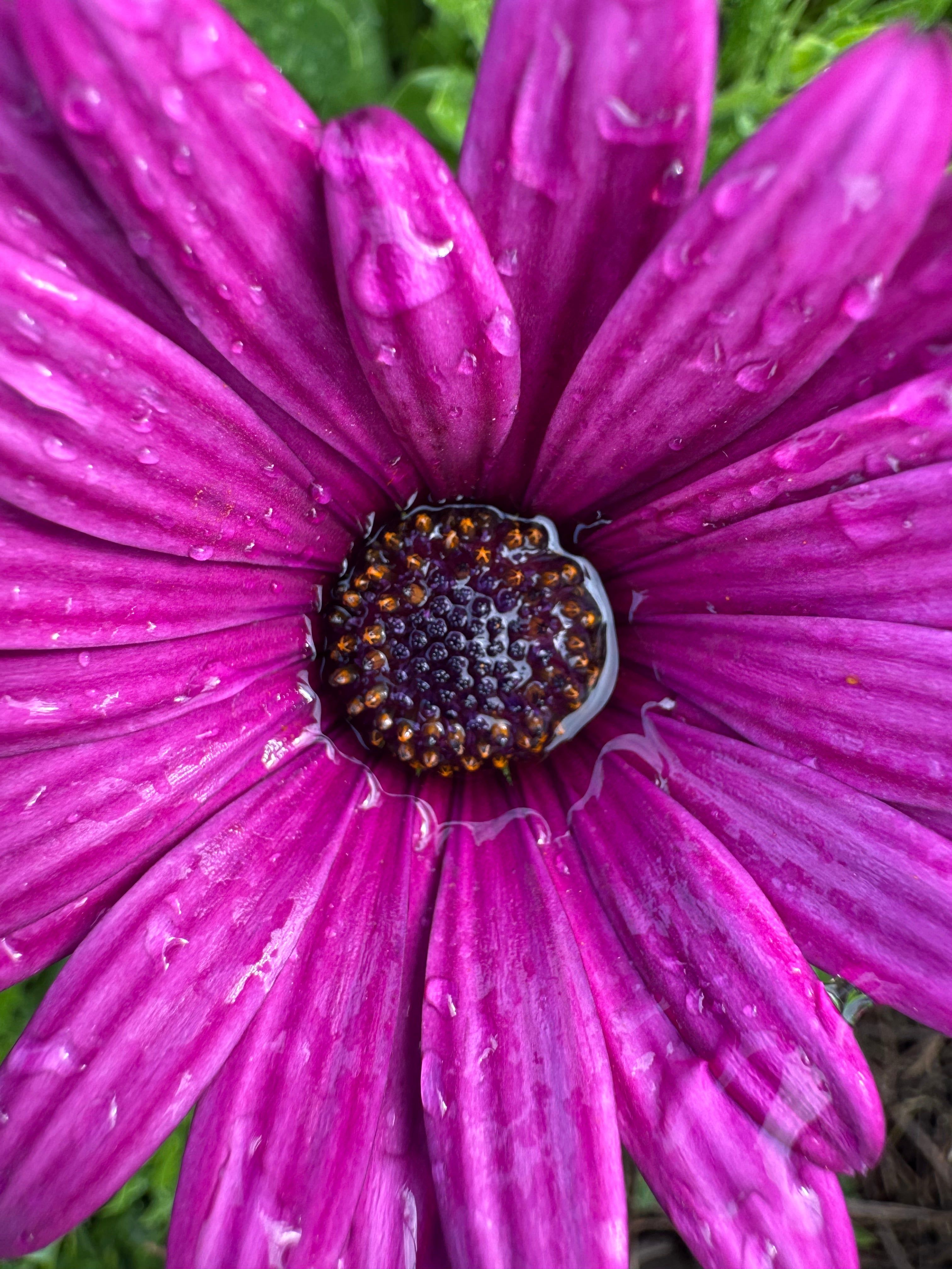 Deliberate Creation Loveshop Three Day